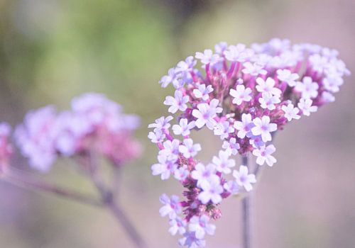 Kleine niedliche Blumen mit einer weichen lila Farbe.