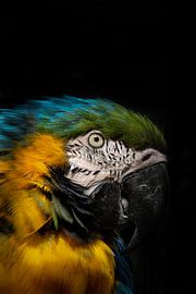 Blau-Gelb-Ara im Sonnenlicht von Nikita Herfkens