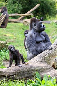 Kleiner Gorilla mit seinem Vater