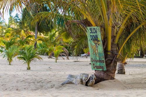 Belize beach Chihuahua sign