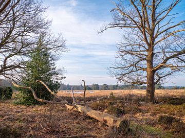 Start van de lente. van snippephotography