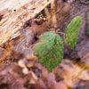 Nature-Art 016 van Henk Elshout