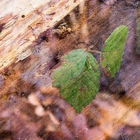 Nature-Art 016 van Henk Elshout