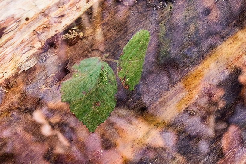 Nature-Art 016 par Henk Elshout