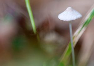 White Hat