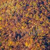 Herbstwald von Peter Schickert