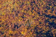 Herbstwald von Peter Schickert Miniaturansicht
