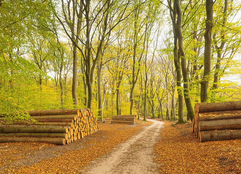 Speulder and Spielder forest (Netherlands) by Marcel Kerdijk