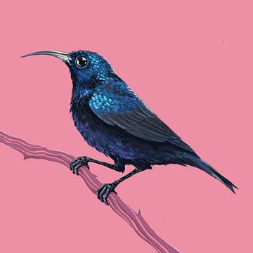 Vogelserie Sunbird van Rohan Dahotre