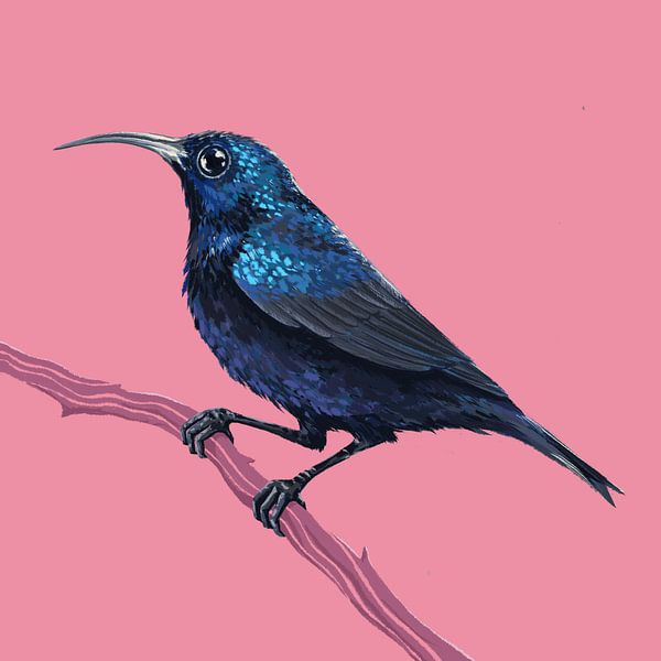 Vogel-Serie Sunbird von Rohan Dahotre
