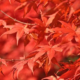 A close-up of vibrant red maple leaves in a natural setting. by UMA Digital NL