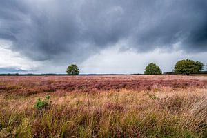 Purpurheide im Herbst