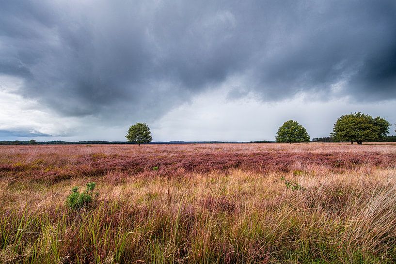 Purple Heath in the fall by Brian Morgan