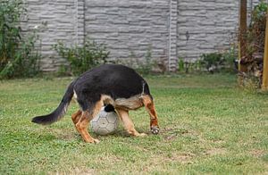 Chienne de berger (chiot) jouant au football