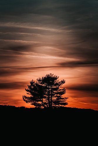 Majestueuze boom die zich aftekent tegen de kleurrijke hemel