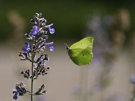 Sun Butterfly by A. Bles