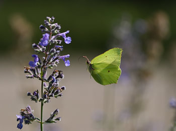 Zonne Vlinder