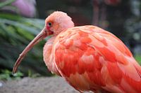 vogel