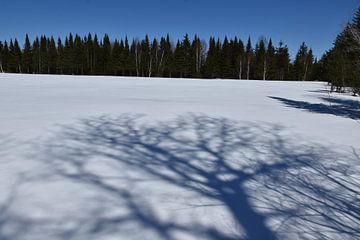 Een besneeuwd veld onder een blauwe hemel van Claude Laprise