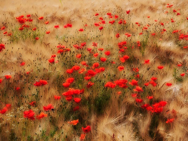 Rotes Mohnfeld von Jo Beerens