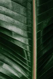 Close Up Voice by Walljar