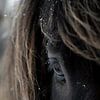 Paard De kracht van een IJslands paard sneeuw IJsland van Femke Ketelaar