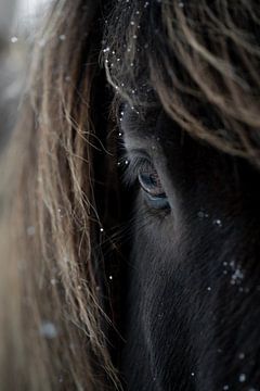 De kracht van een IJslands paard | sneeuw | IJsland van Femke Ketelaar