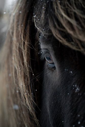 Paard De kracht van een IJslands paard sneeuw IJsland