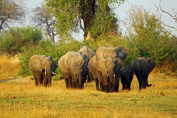 Elephant family in Botswana sur Marieke Funke