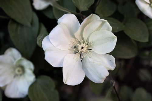 De eerste bloemen in de tuin in het Emsland