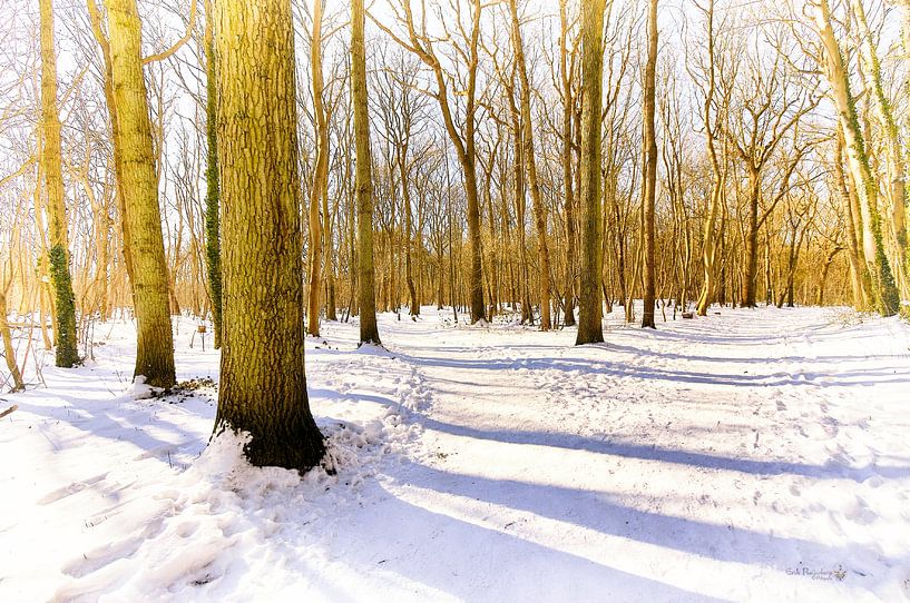 Forêt d'hiver par Erik Reijnders
