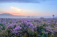 Bloeiende heide planten op de Veluwe tijdens zonsopkomst  van Sjoerd van der Wal thumbnail