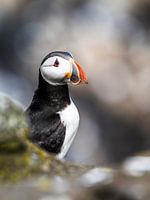 Puffin | Scotland Coast
