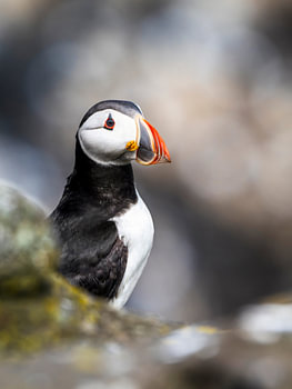 Puffin | Scotland Coast
