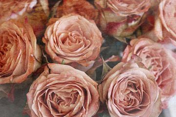 Roses sur Christine Bässler