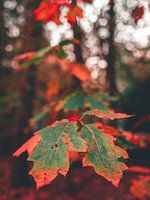 Autumn leaf on the Veluwe