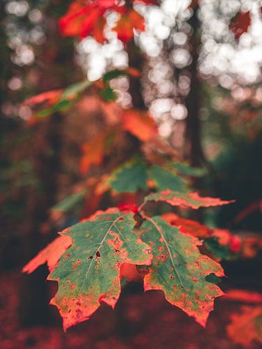 Herfstblad op de Veluwe