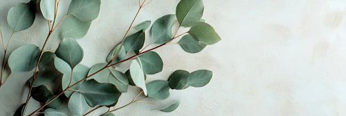 Eucalyptus takken