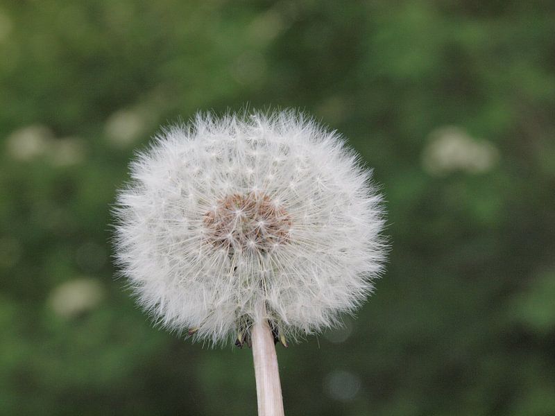 Finished Dandelion by Annie Lausberg-Pater