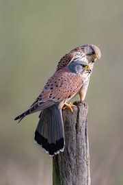 Ein sehr schönes Turmfalkenpaar von Johan Koning