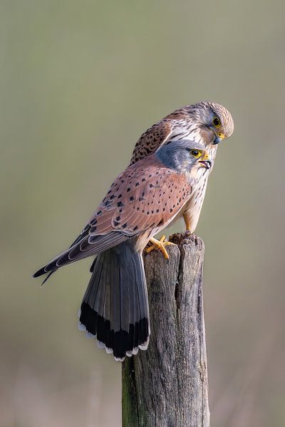 Un très beau couple de crécerelles par Johan Koning