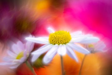 Lachen und Leben mit Blumen von elma maaskant