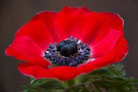 Papaver