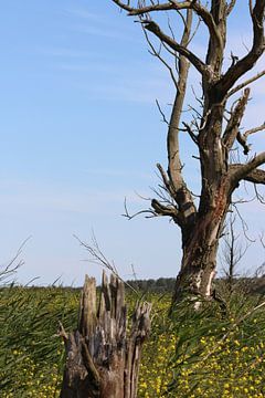 Boom by Zoë Kuperus