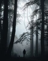 Walking through a misty forest