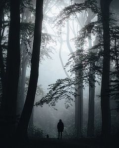 Walking through a misty forest by Picture Siron