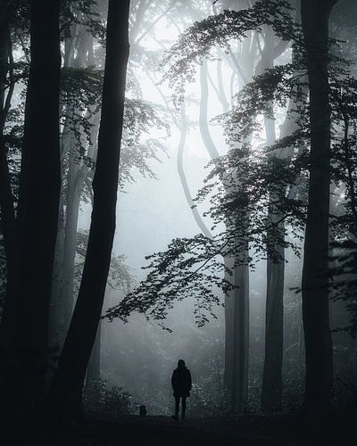 Marcher dans une forêt brumeuse sur Picture Siron