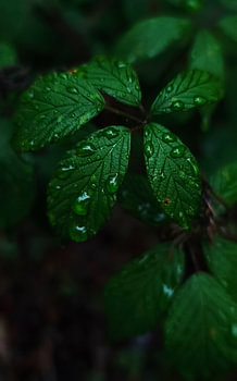 Emerald Raindrops – Art botanique évocateur