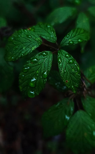 Emerald Raindrops – Moody Botanical Art