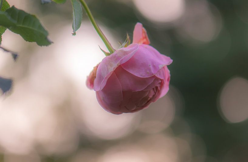hangende bokeh roos van Tania Perneel